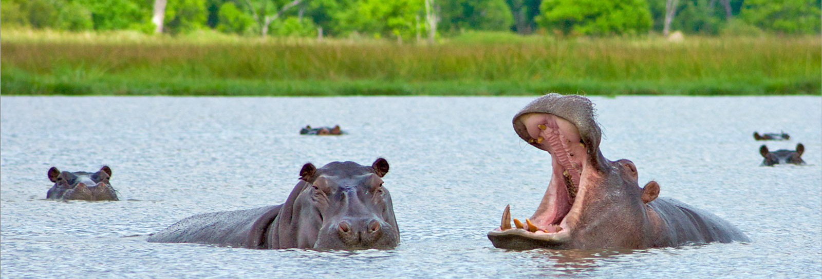 africa botswana trip packages