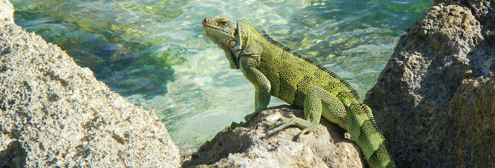 Guadaloupe vacation packages