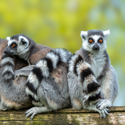 madagascar africa travel