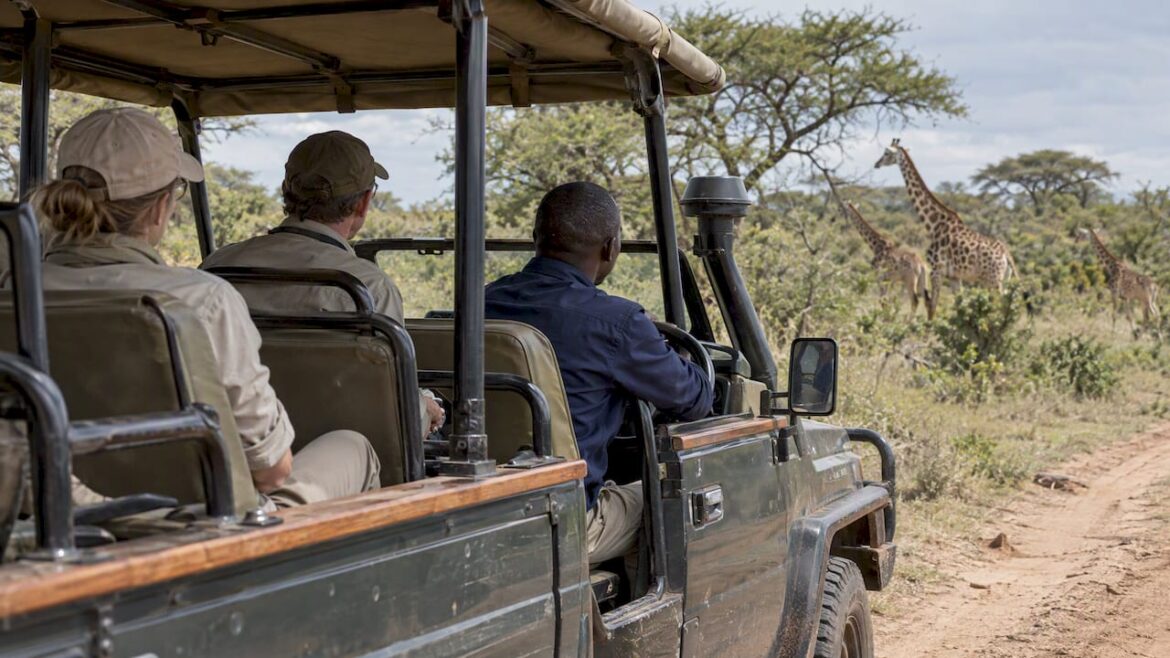 Guests watching giraffes from a safari vehicle