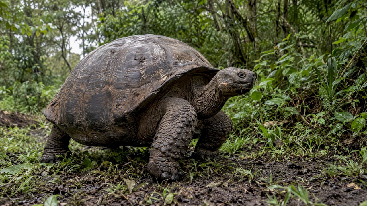 Giant tortoise in the Santa Cruz highlands